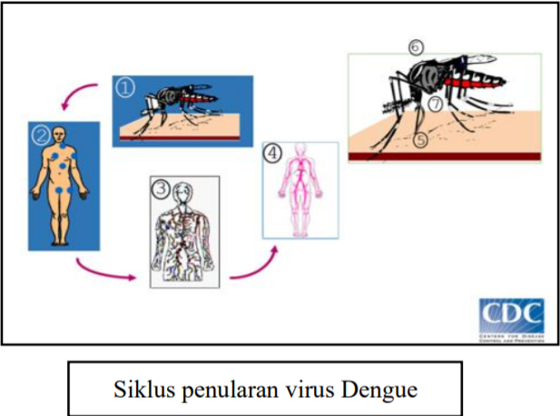 Rumah Sakit UNS - Mencegah Demam Berdarah Dengue